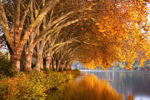 fall-4667080_640